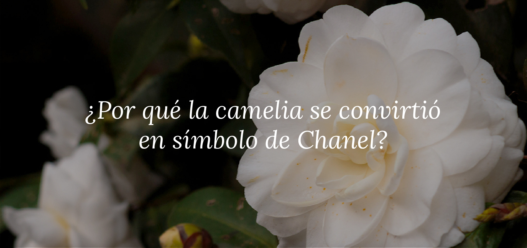 Por qué la camelia se convirtió en símbolo de Chanel? - CecileMag