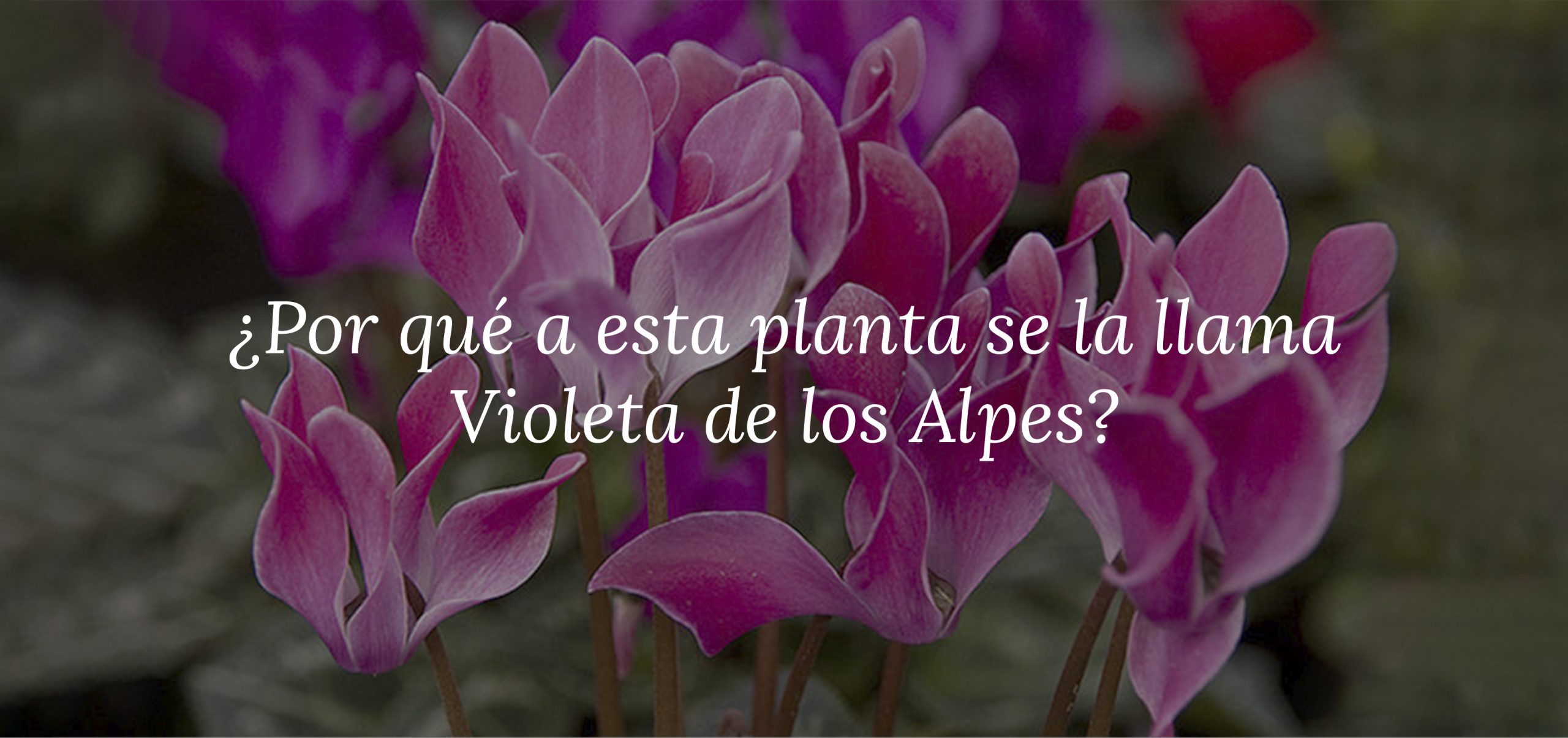 Por qué a esta planta se la llama Violeta de los Alpes y cuáles son sus  cuidados fundamentales? - CecileMag