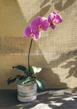 Regado de las orquídeas: un tajante debate - CecileMag