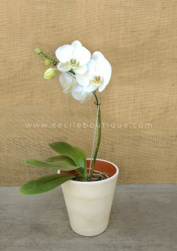 Regado de las orquídeas: un tajante debate - CecileMag