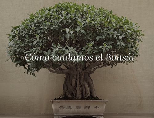 Cómo cuidamos el bonsái