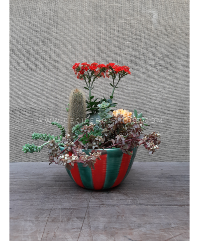 Contrastes - Jardín de Suculentas