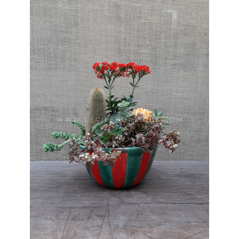 Contrastes - Jardín de Suculentas