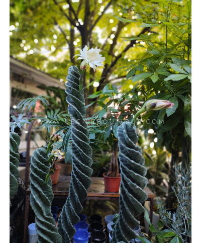 3 Cactus Gigantes Espiralados