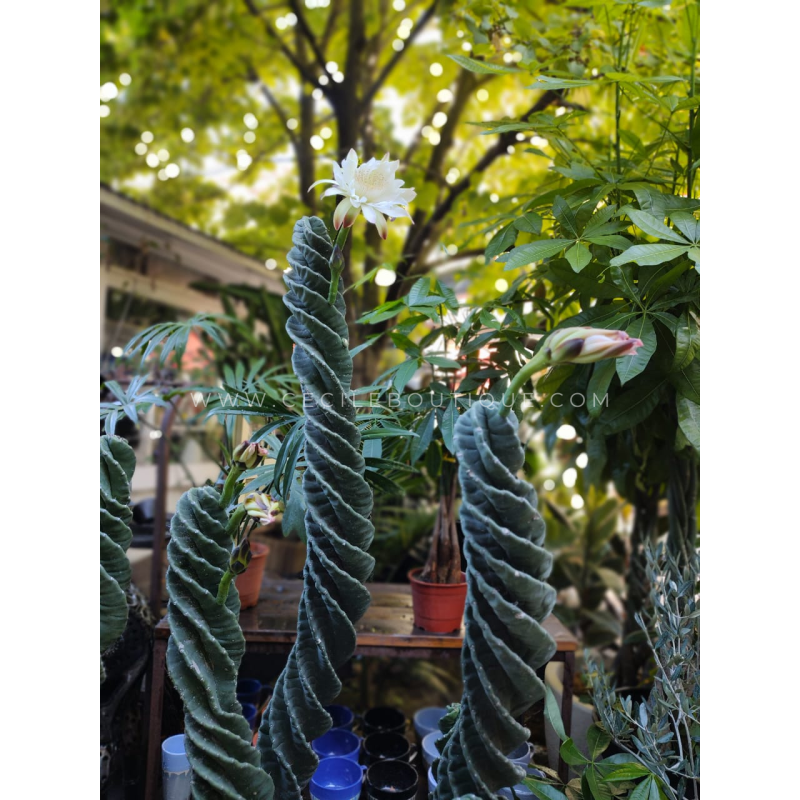 3 Cactus Gigantes Espiralados