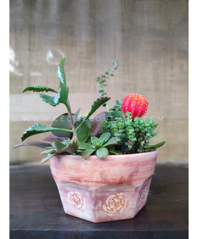 Anya -  Jardín de Cactus y Suculentas