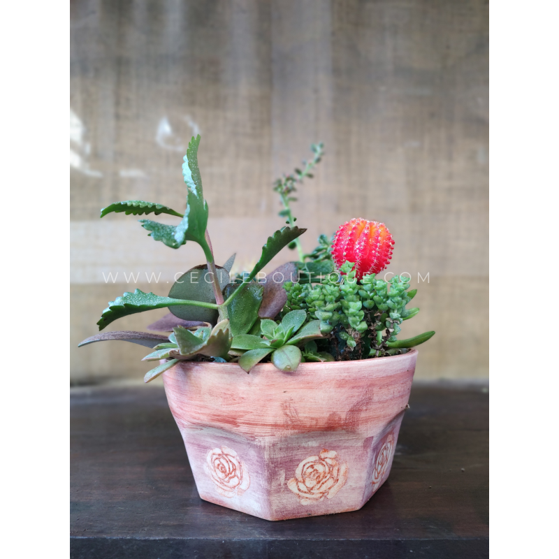 Anya -  Jardín de Cactus y Suculentas