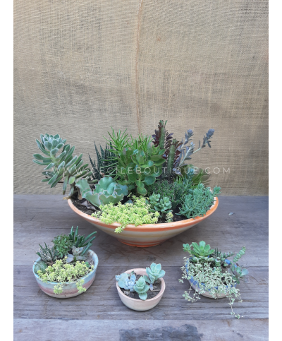 Mediterráneo - Jardin de Suculentas