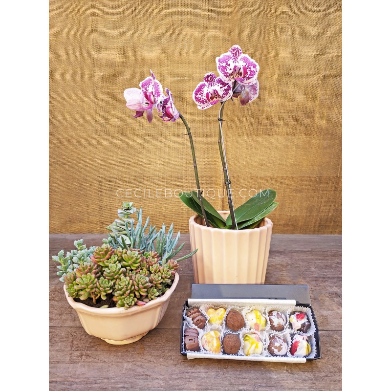 Lazo invisible | Orquídea y chocolates Lazo invisible | Orquídea y chocolates