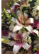 Blooming Season | Super Conjunto