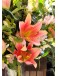 Warm - Lily Bouquet