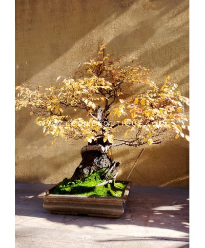 Bonsai Olmo Chino Dragón