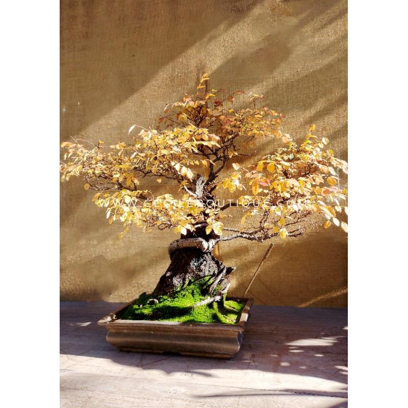 Bonsai Olmo Chino Dragón Bonsai Olmo Chino Dragón