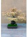 Bonsai Olmo Chino Dragón