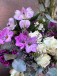 Family Tribune | Orchid Set
