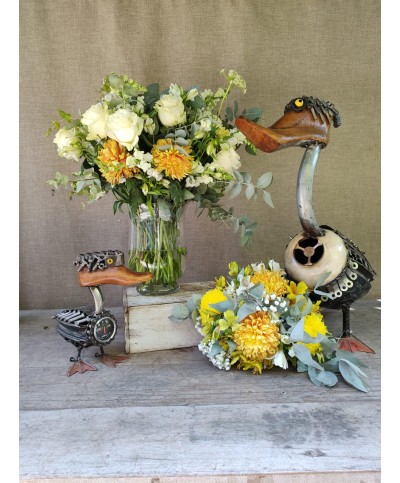 Zambullida Dorada | Conjunto medium