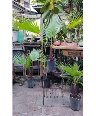 Washingtonia robusta