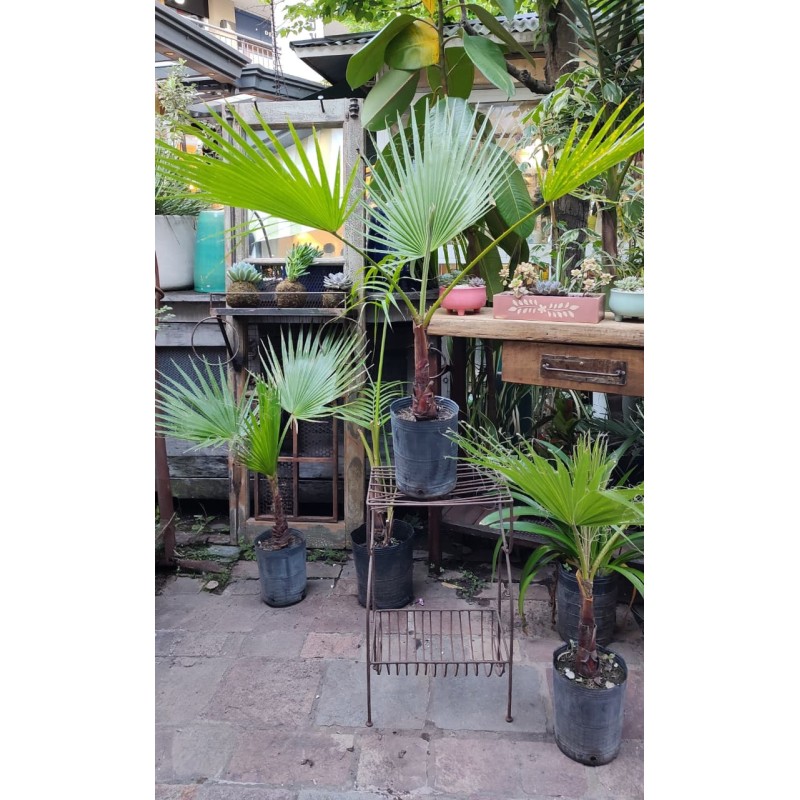 Washingtonia robusta