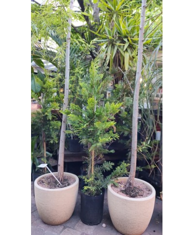 Pino Cipres | Árbol pequeño