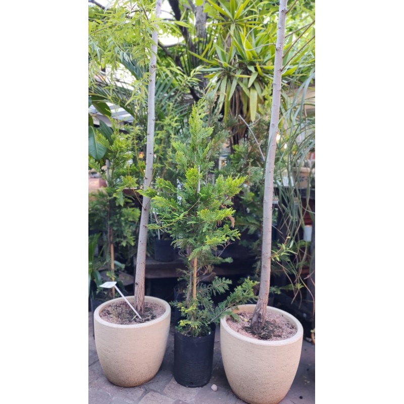 Pino Cipres | Árbol pequeño