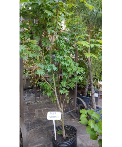 Acer Palmatum | Árbol