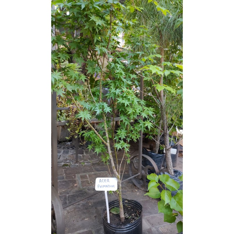 Acer Palmatum | Árbol