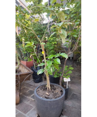 Limonero Rosado | Árbol