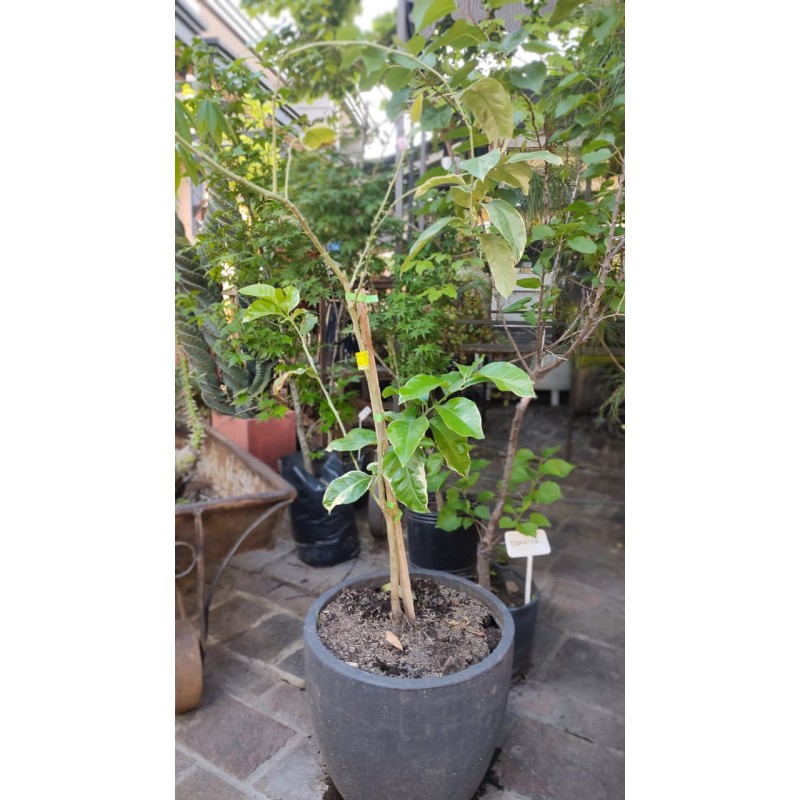 Limonero Rosado | Árbol