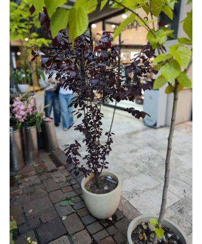 Prunus Persica (Duraznero) | Árbol