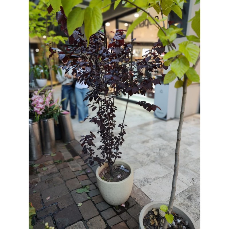 Prunus Persica (Duraznero) | Árbol