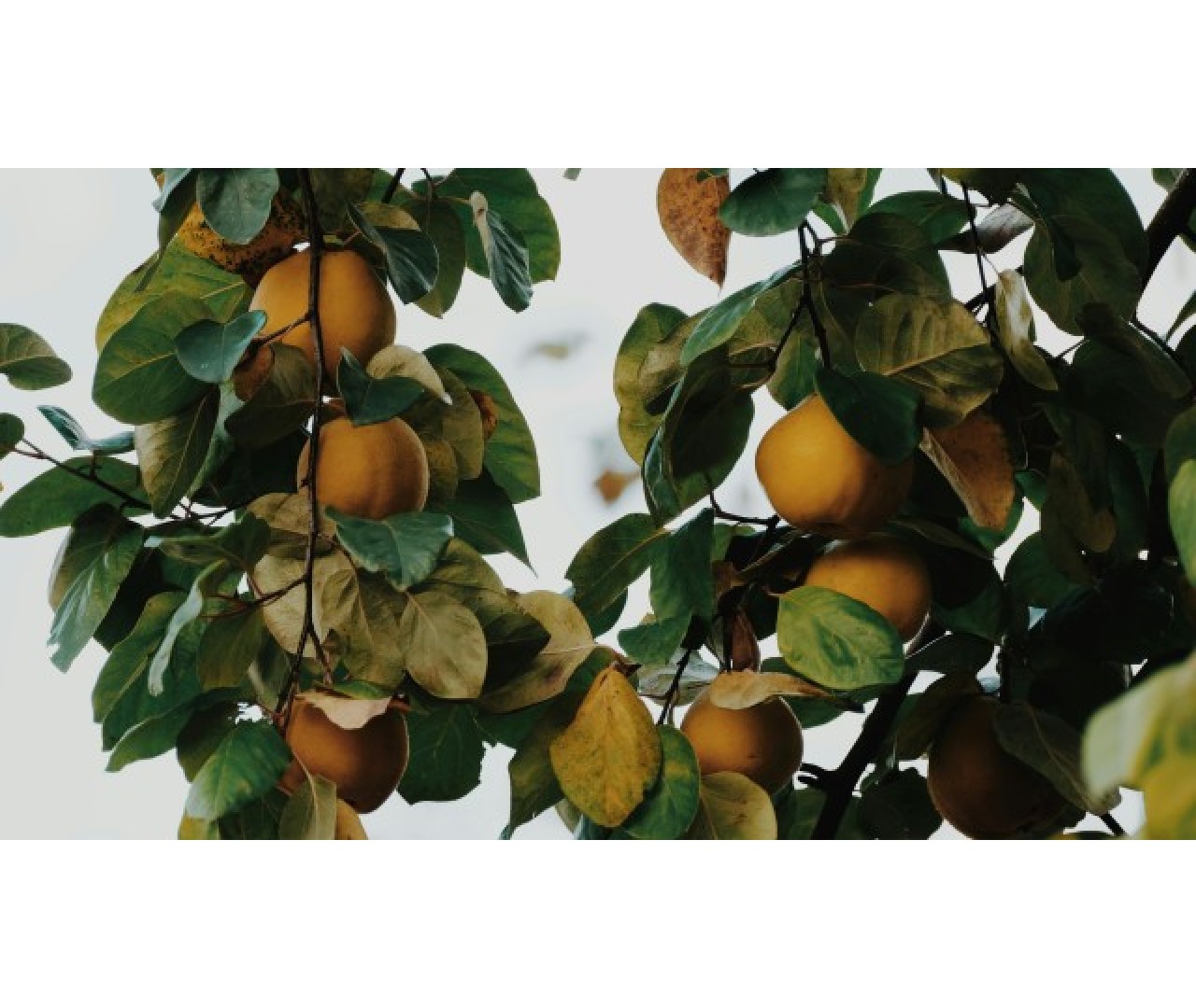 Arboles Frutales: ¿Como cuidarlos?