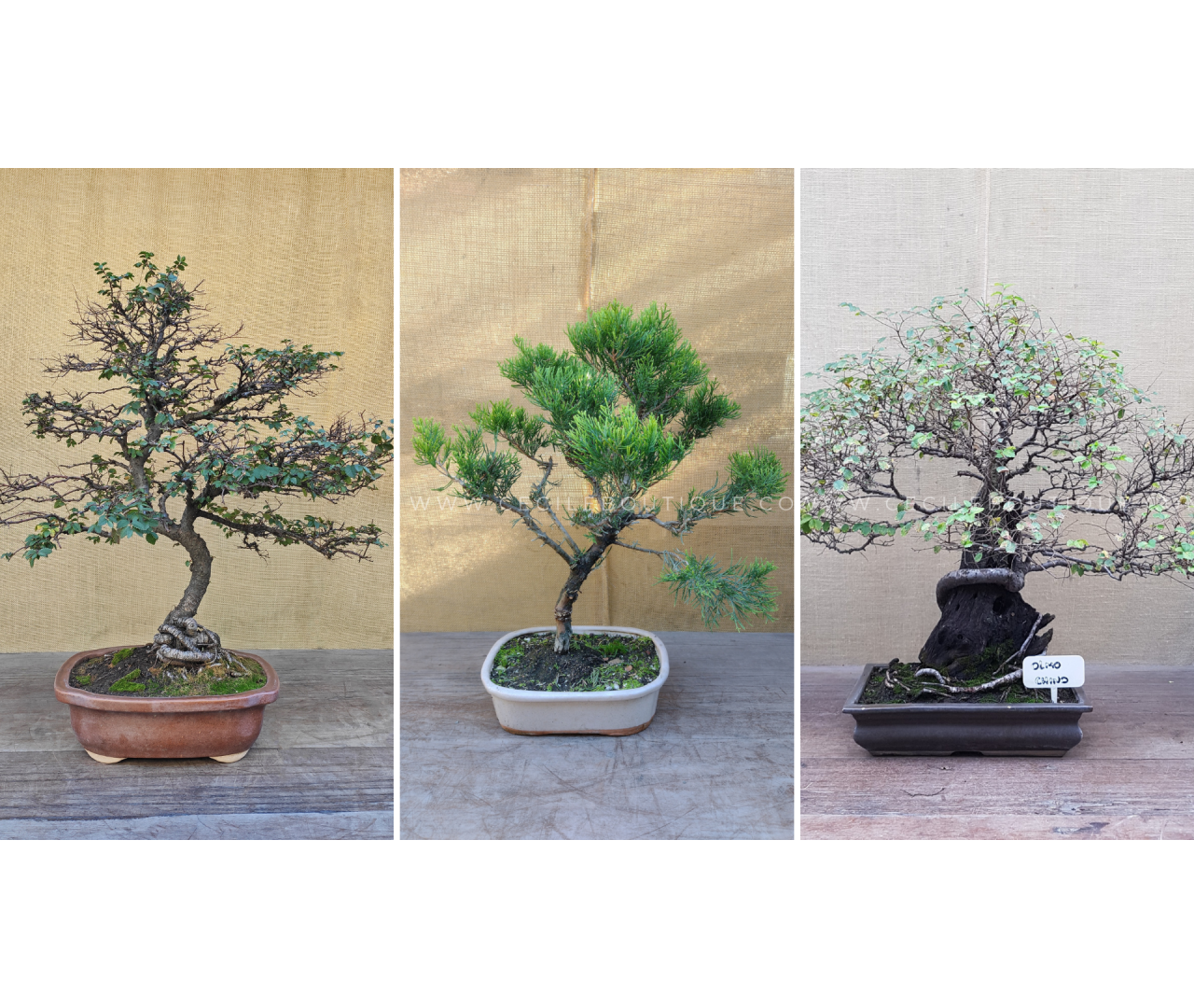 Bonsáis: Como cuidar deles