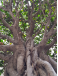 Ficus | Bonsais Premium