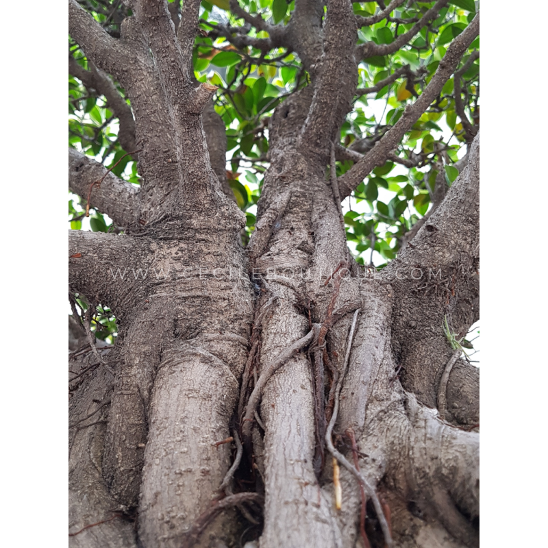 Ficus | Bonsais Premium Ficus | Bonsais Premium