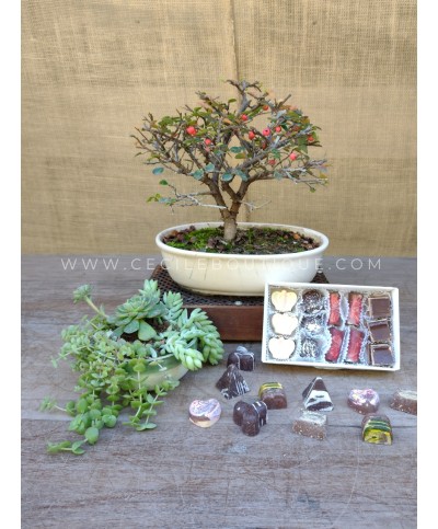 Bonsai, Jardín y Chocolates | Regalos Premium