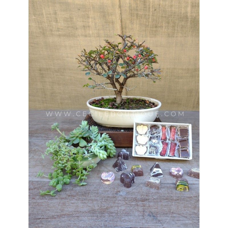 Bonsai, Jardín y Chocolates | Regalos Premium Bonsai, Jardín y Chocolates | Regalos Premium