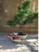 Bonsai juniperus| Bonsais Premium