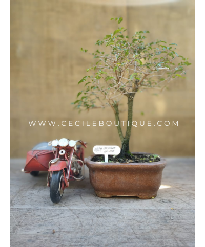 Bonsai Medium| Bonsais Premium