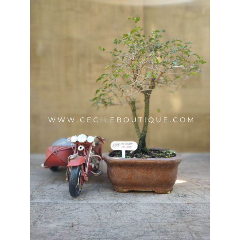 Bonsai Medium| Bonsais Premium Bonsai Medium| Bonsais Premium