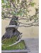 Bonsai Olmo Chino Dragón