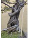 Bonsai Olmo Chino Dragón