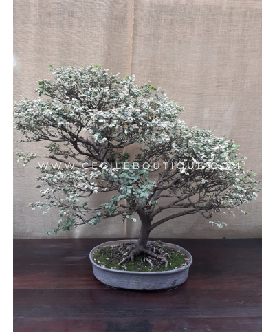 Olmo Chino Blanco| Bonsais Premium
