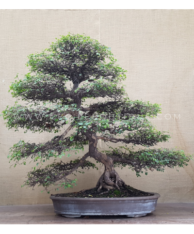Olmo Chino Antiguo | Bonsais Premium