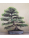 Olmo Chino Antiguo | Bonsais Premium