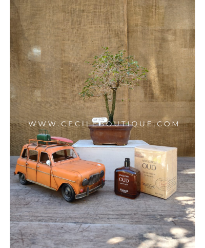 Bonsai y Perfume | Regalos Premium