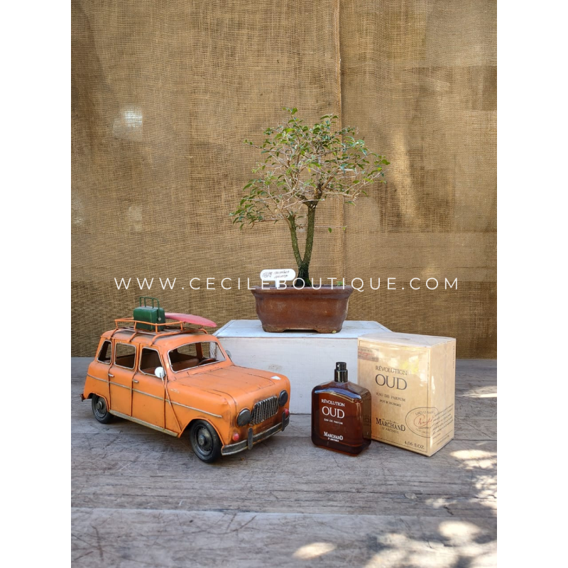 Bonsai y Perfume | Regalos Premium