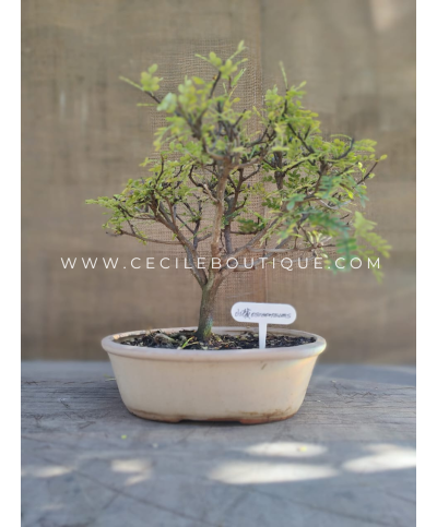 Bonsai Chico| Bonsais Premium