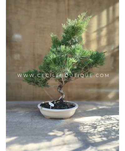 Bonsai juniperus| Bonsais Premium