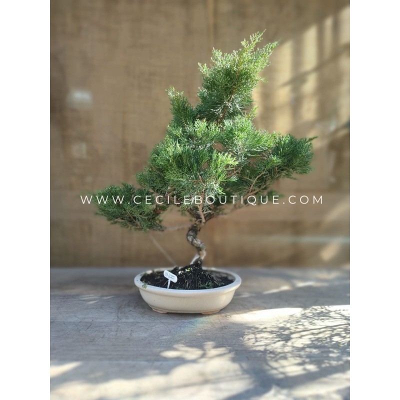 Bonsai juniperus| Bonsais Premium Bonsai juniperus| Bonsais Premium