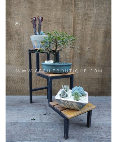 Bonsai y jardines| Bonsais Premium